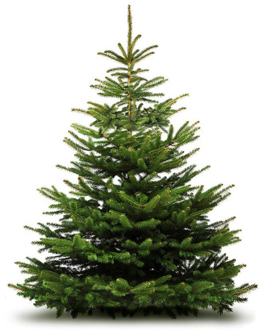 6ft Christmas Tree